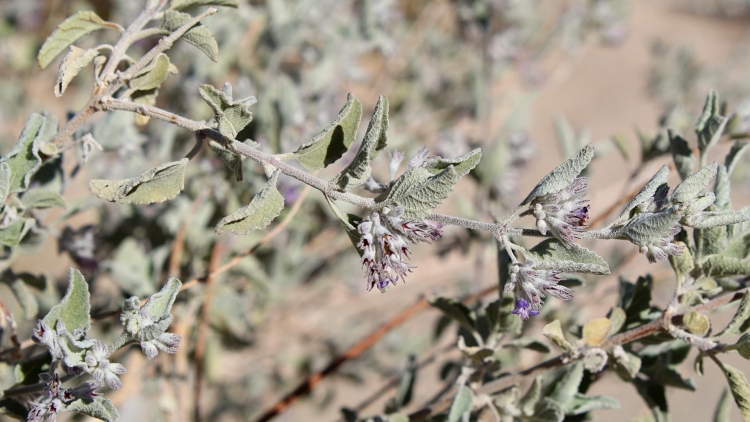 Desert lavender