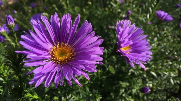 New England aster