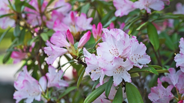 Rhododendron canescans