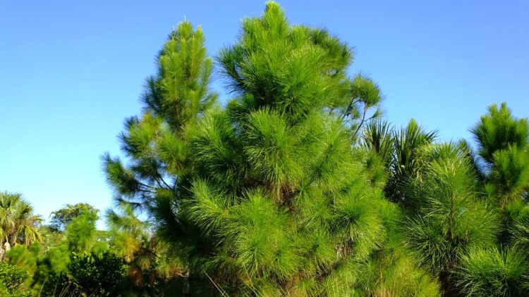 Slash pine