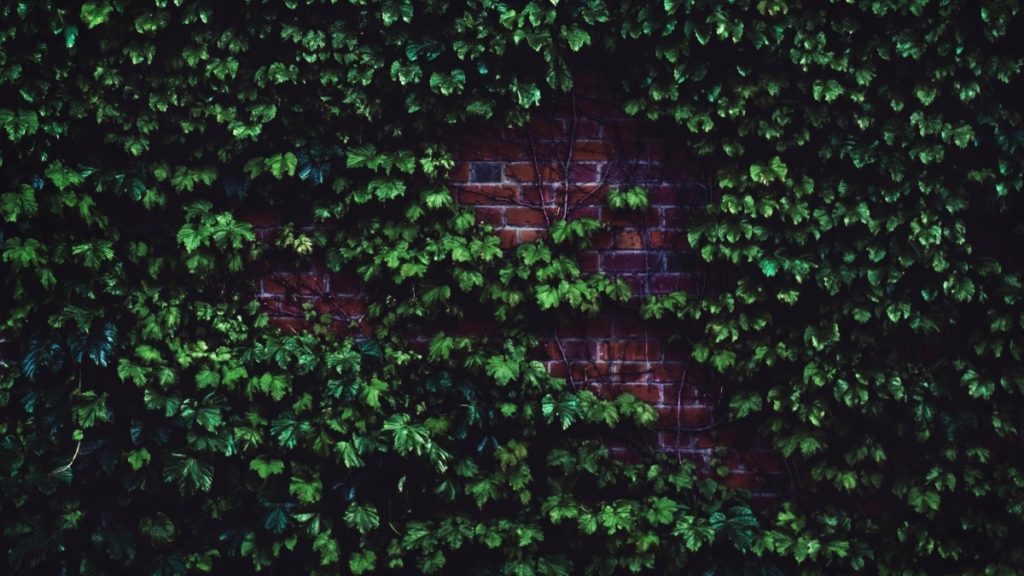 green plants in wall
