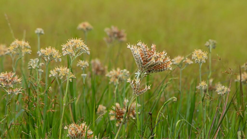 redroot prairie flowers