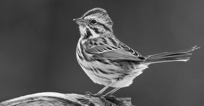Song Sparrow image 1