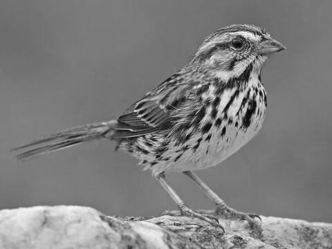 Song Sparrow image 2