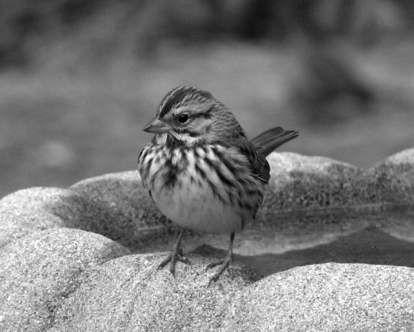 Song Sparrow image 3