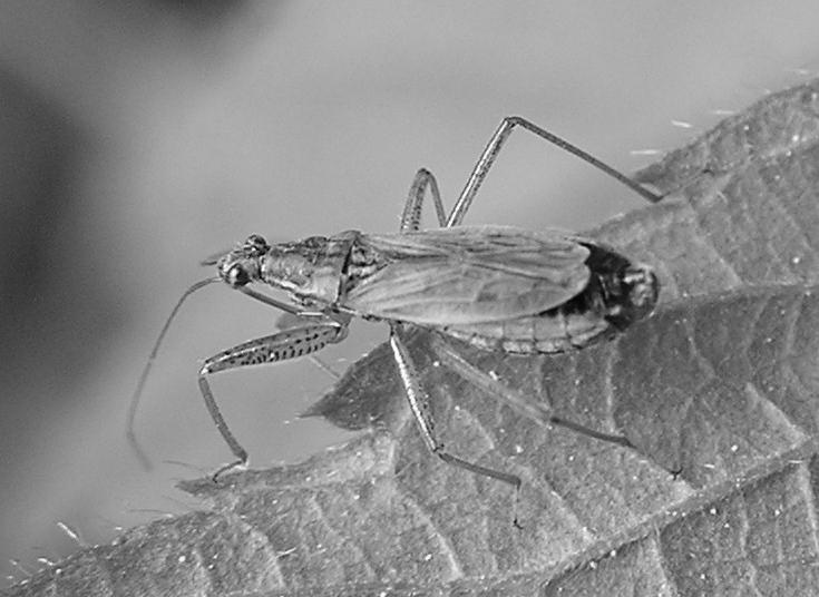 Damsel Bugs photo 1