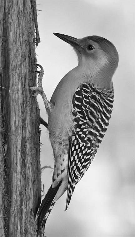 Red-Bellied Woodpecker photo 1