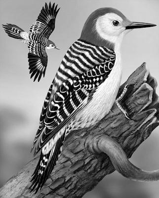 Red-Bellied Woodpecker photo 3