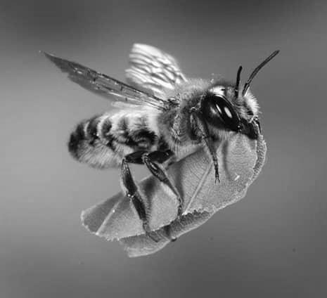 Leafcutter bees photo 2