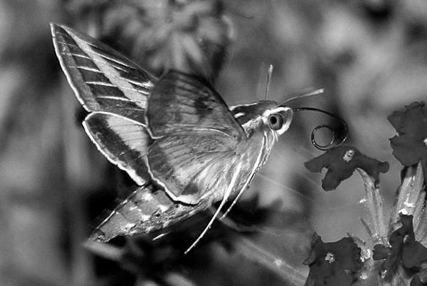 Hummingbird Moth photo 0