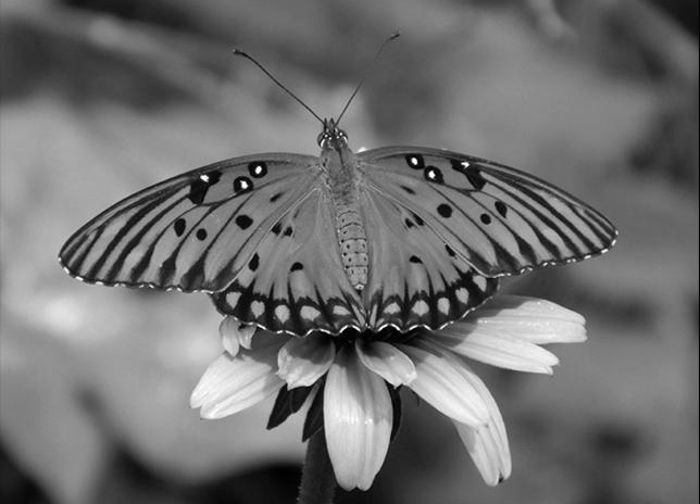 Gulf Fritillary Butterfly image 1