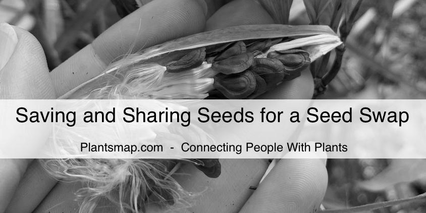 Saving Seeds To Plant and Share image 3