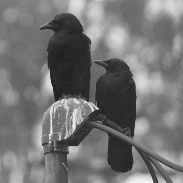 American Crow image 1