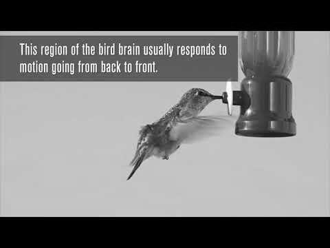 The Hummingbird Brain, You May be Surprised photo 1