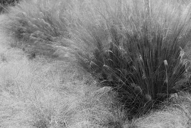 Ornamental, Native Grasses of North America photo 3