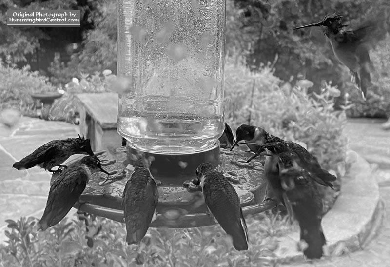 Hummingbird Migration South photo 1