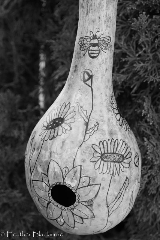 How to Grow Your Own Bird House Gourds photo 2