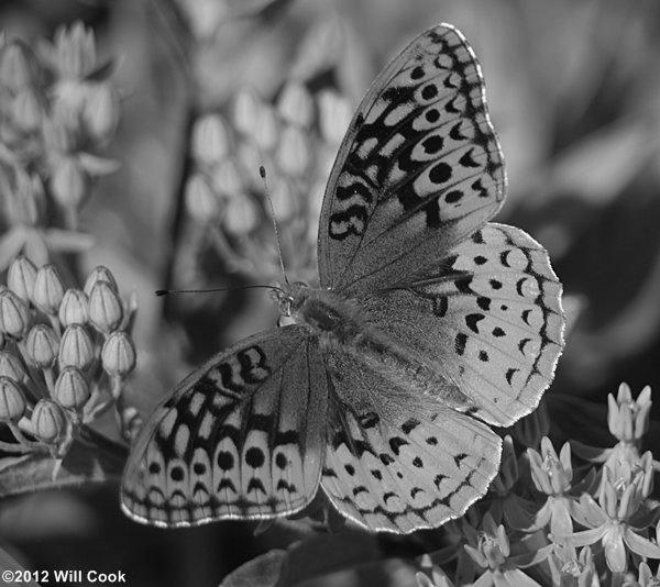 Great Spangled Fritillary Butterfly photo 2