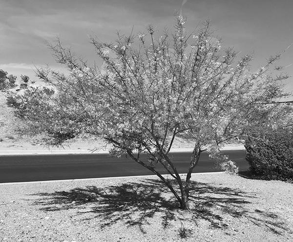 Trees of the Desert and Southwest photo 2