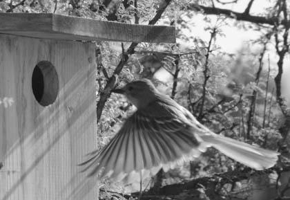 Bird Houses are Crucial for Cavity-Nesting Birds photo 3