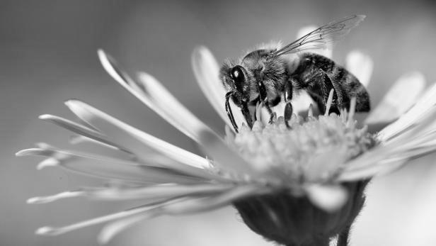 Honey Bees image 1