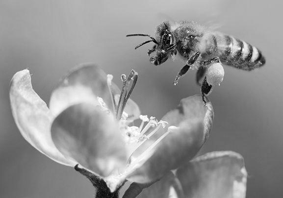 Honey Bees image 2
