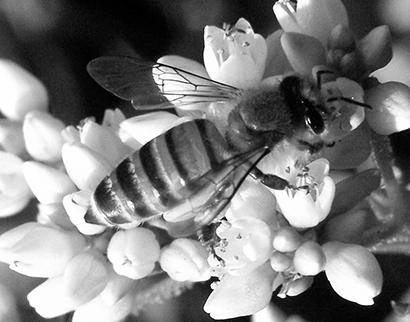 Honey Bees image 3