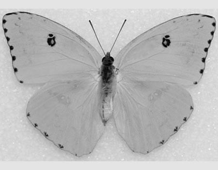 Clouded Sulfur Butterfly image 1
