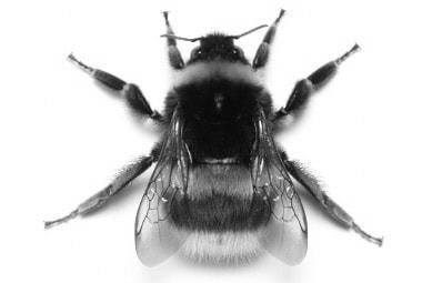 Bumble Bees photo 1