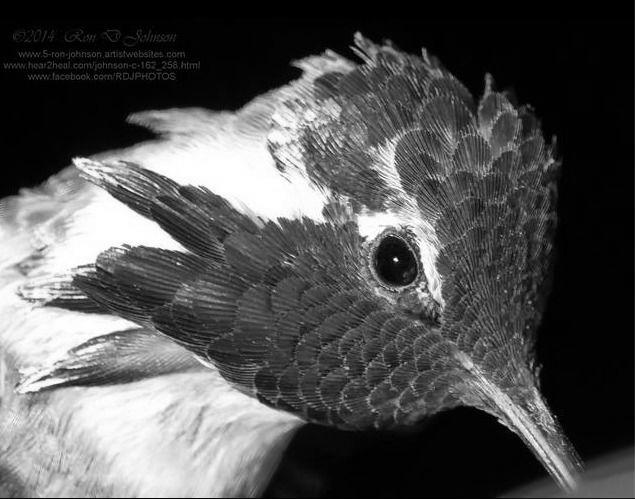 The Hummingbird Bill It will Amaze you image 1