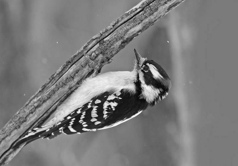 Downy Woodpecker image 1