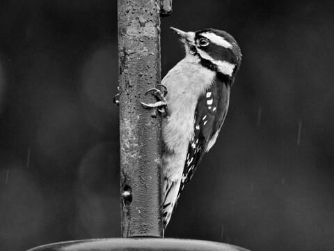 Downy Woodpecker image 2
