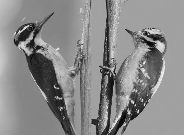 Downy Woodpecker image 3
