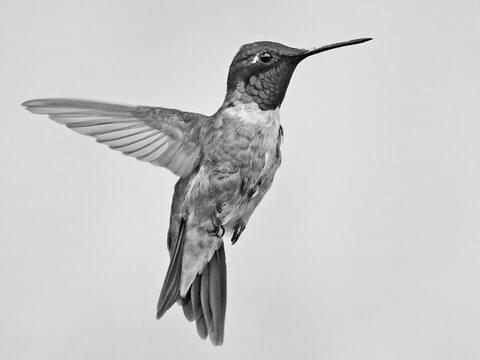 Ruby-Throated Hummingbird a Quick Profile image 1