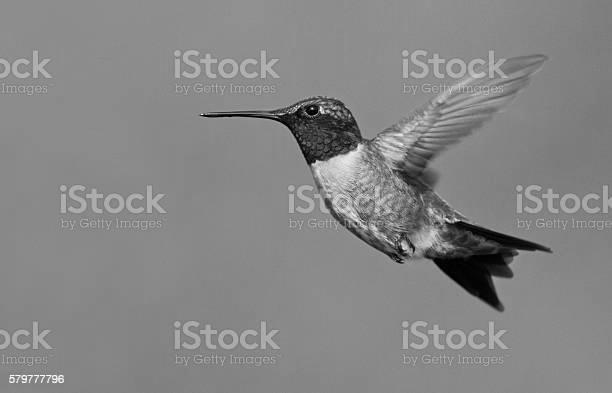 Ruby-Throated Hummingbird a Quick Profile image 2
