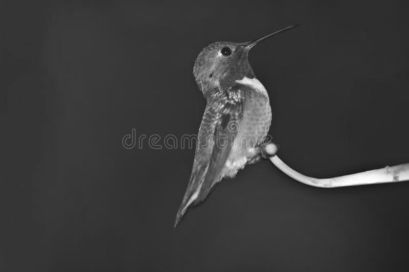 Ruby-Throated Hummingbird a Quick Profile image 3