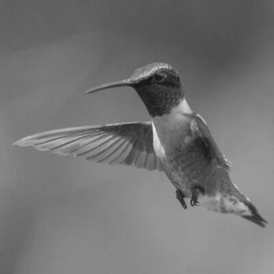 Species Profiles for Common North American Hummingbirds photo 2