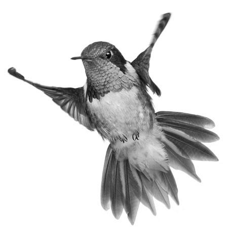 Species Profiles for Common North American Hummingbirds photo 3