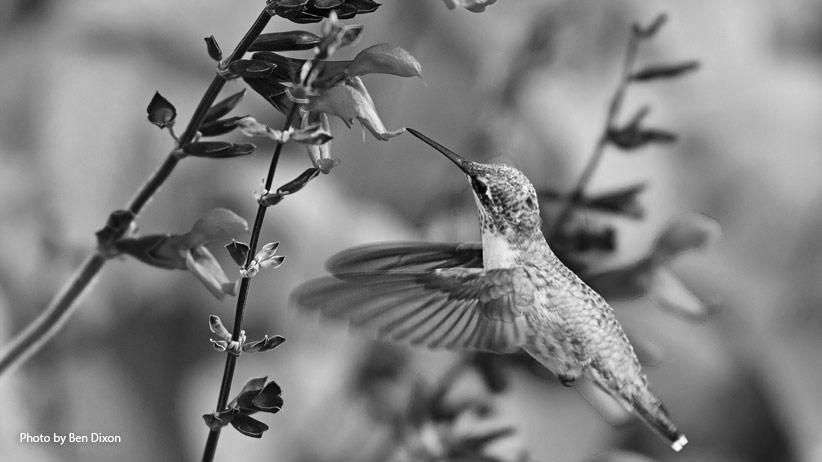 Plant a Hummingbird Garden and They will Come. image 1
