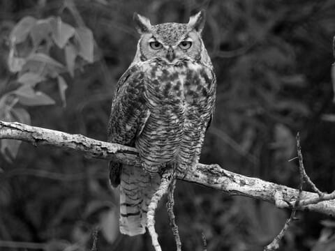 Great Horned Owl image 1