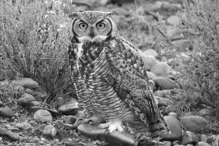 Great Horned Owl image 2