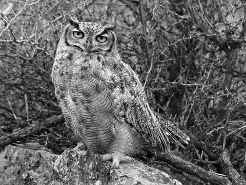 Great Horned Owl image 3