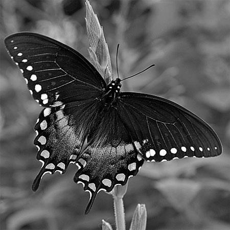Spicebush Swallowtail Butterfly image 2