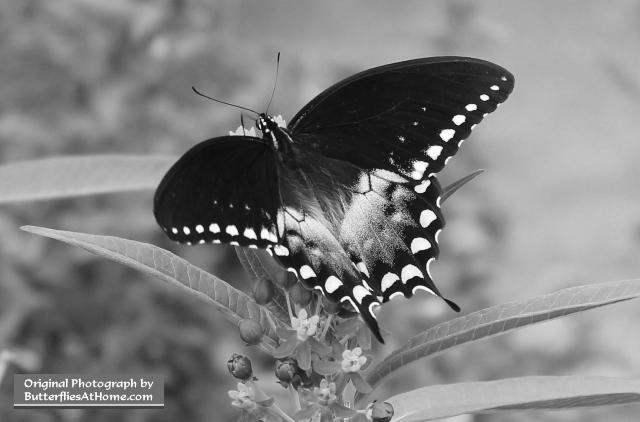 Spicebush Swallowtail Butterfly image 3