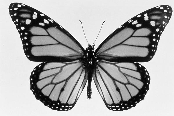 Monarch Butterfly image 1