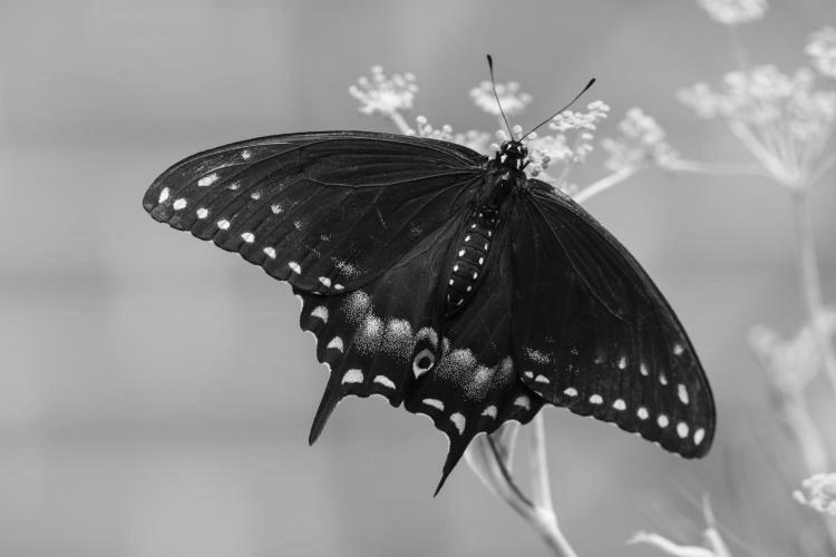 Black Swallowtail Butterfly photo 1