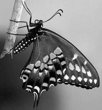 Black Swallowtail Butterfly photo 2