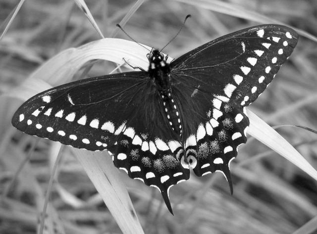 Black Swallowtail Butterfly photo 3