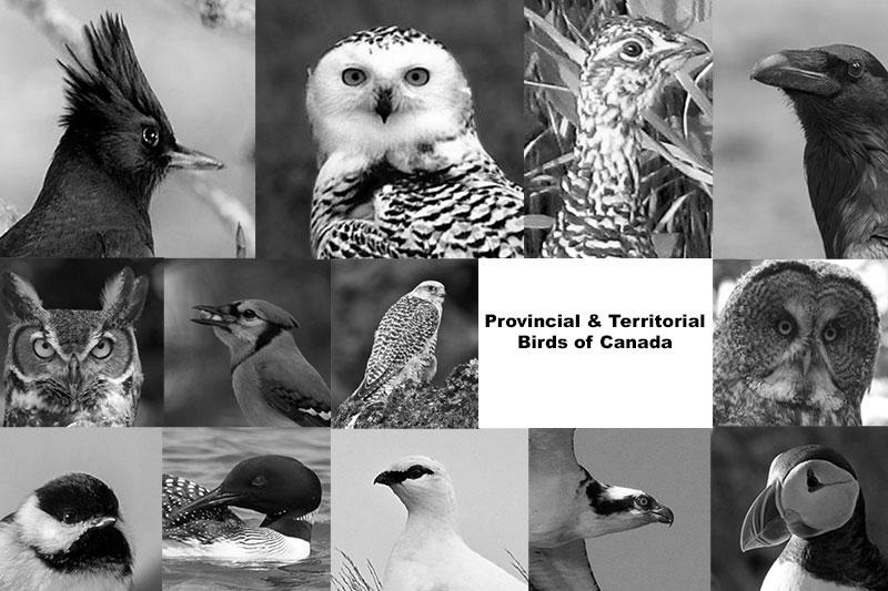 Provincial Birds of Canada image 1
