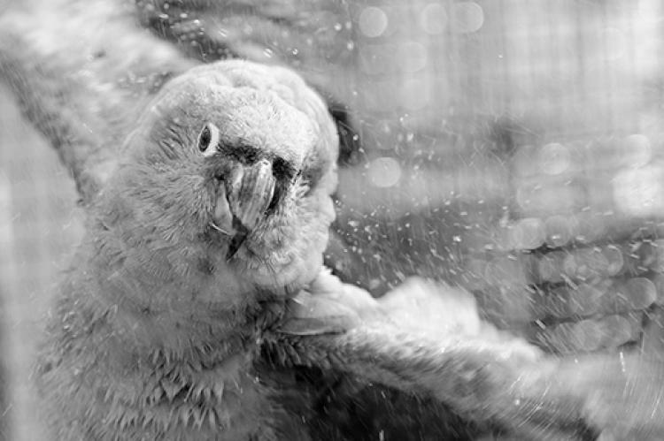 Water Misters Give Your Birds a Shower photo 1